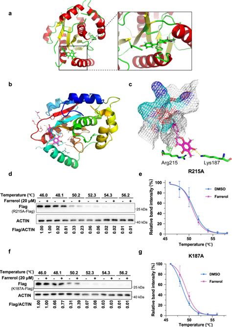 Farrerol Directly Activates The Deubiqutinase UCHL3 To Promote DNA