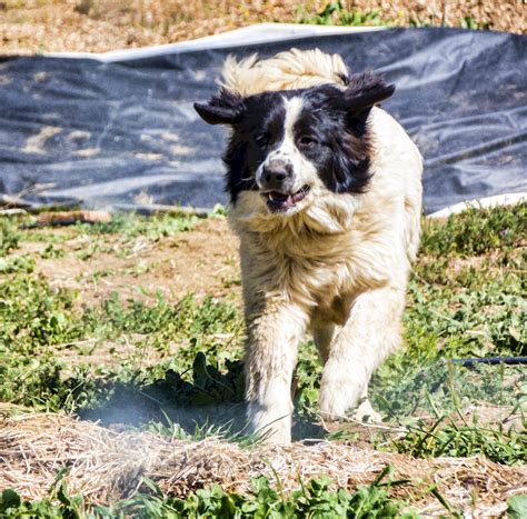 Sheep Dog Free Stock Photo - Public Domain Pictures
