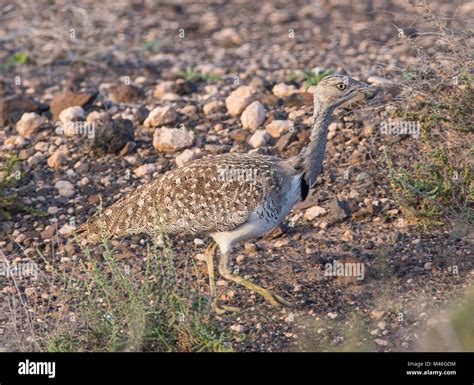 Birds Of Fuerteventura Hi Res Stock Photography And Images Alamy