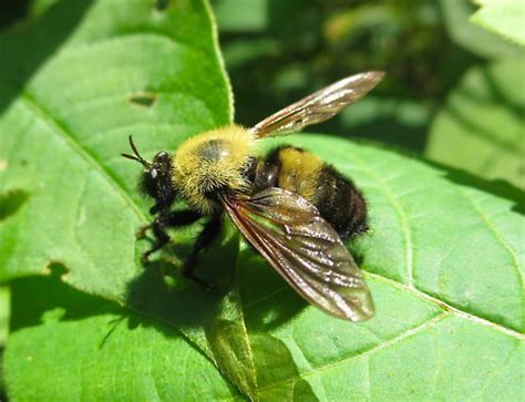 Bee Like Robber Fly Laphria Thoracica Bugguidenet