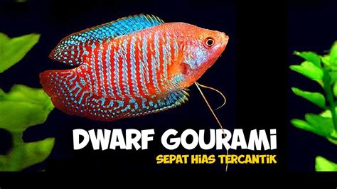 Dwarf Gourami Ikan Sepat Tercantik Di Dunia YouTube