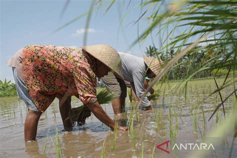 Hkti Perlu Inovasi Pertanian Hadapi Potensi Krisis Pangan Antara News