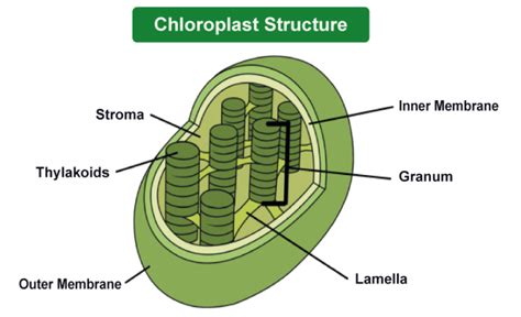 Chloroplast Definition Diagram Functions And Structure