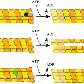 Microtubule Depolymerization By MCAK Compared With Possible Mechanisms