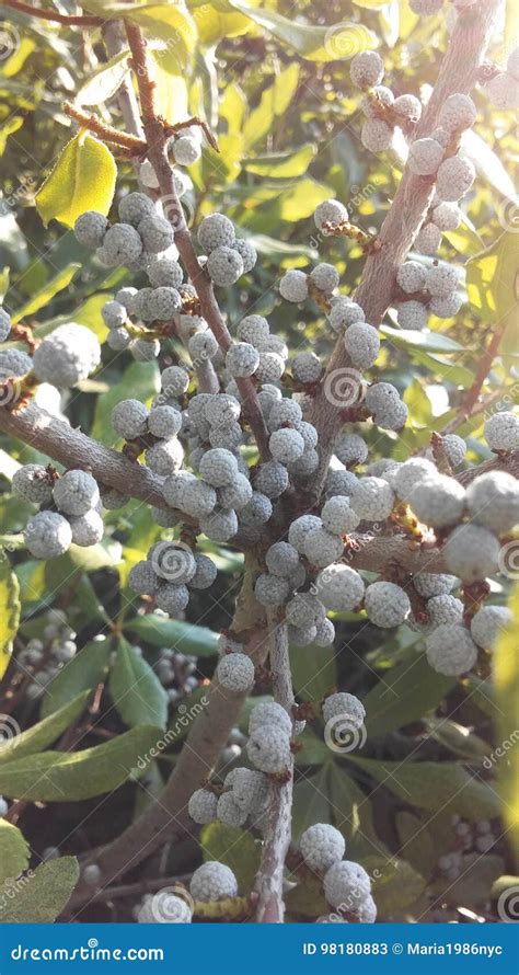 Myrica Bayberry Plant With Seeds Growing In Bright Sunlight In Summer