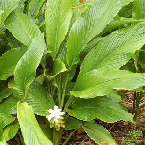 Kadiyam Nursery's Spice Plants and Edible Herbs