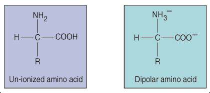 SparkNotes Amino Acids And Proteins Protein Structure