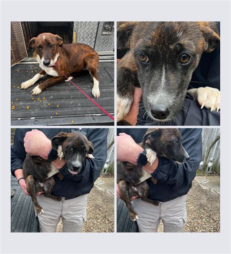 Rankin County Animal Shelter