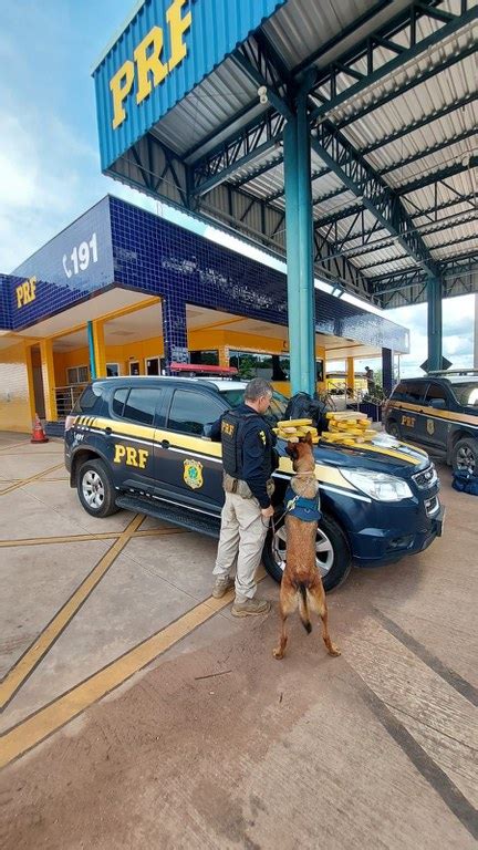 Com Auxílio De Cães Farejadores Em Cuiabá Mt Prf Apreende Maconha