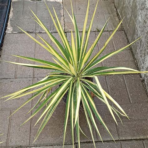 Yucca Filamentosa Color Guard Градински център и разсадник Тис