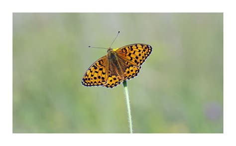 Dark Green Fritillary Speyeria Aglaja A Male Dark Green Flickr