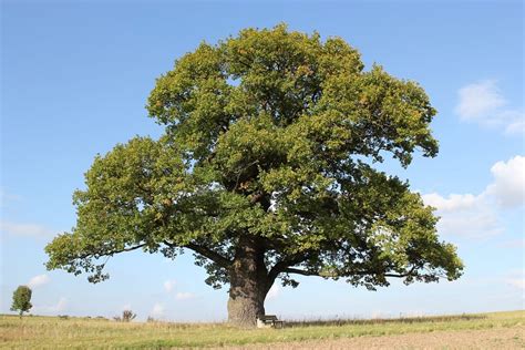 Características De La Hoja De Roble Quercus Y Cómo Identificarlas