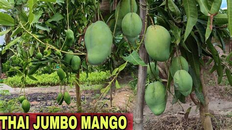 Thai Jumbo Mango Farming Bari 11 Mango Thai Baramasi Mango Plant