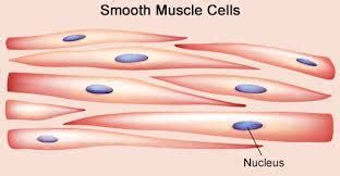 Smooth Muscle Cell Structure