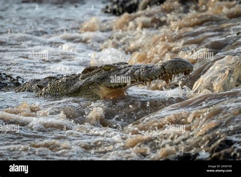 Cocodrilo Del Nilo Crocodylus Niloticus Comiendo Safari Fotograf As E