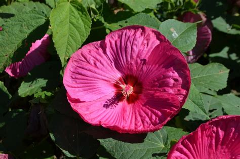 Hibiscus Moscheutos Luna Rose Dwarf Hardy Hibiscus Shades Of Green Inc