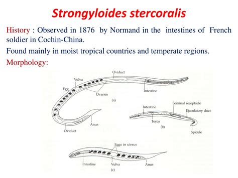 Strongyloides Stercoralis Drawing