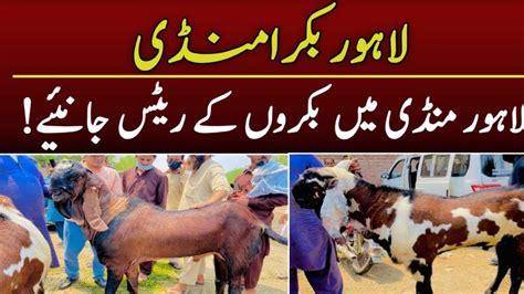 MANDI SAASTI WEDNESDAY UPDATE LAHORE BAKRA MANDI 2023