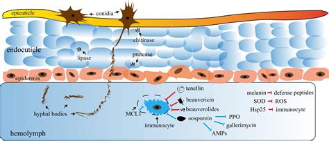 Frontiers The Toxins Of Beauveria Bassiana And The Strategies To Improve Their Virulence To