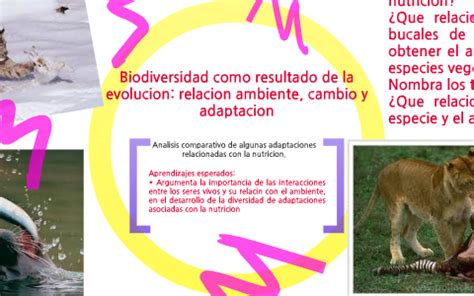 Biodiversidad Como Resultado De La Evoluci N Relaci N Ambiente Cambio