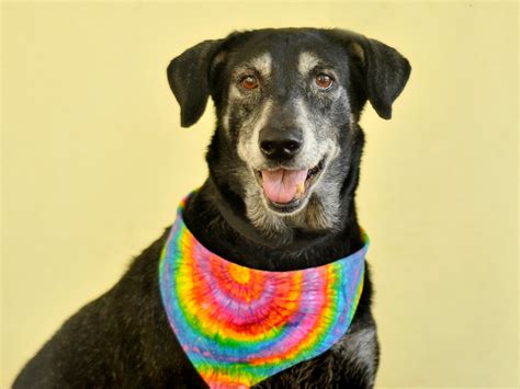 bay county florida animal control 10