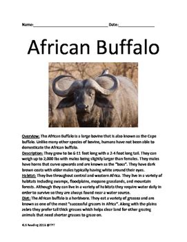 African Buffalo - informational article lesson facts questions vocab