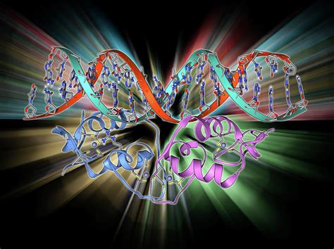 Transcription Factor And Dna Molecule Photograph by Laguna Design ...