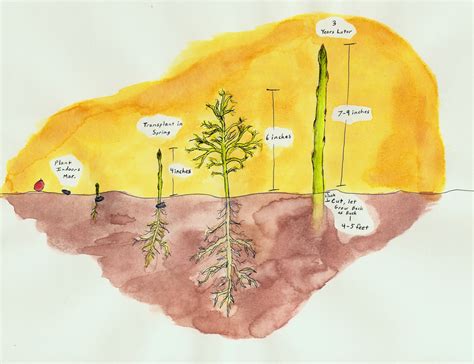 Asparagus Root Diagram