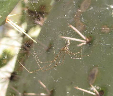 Bug Eric: Spider Sunday: Marbled Cellar Spider