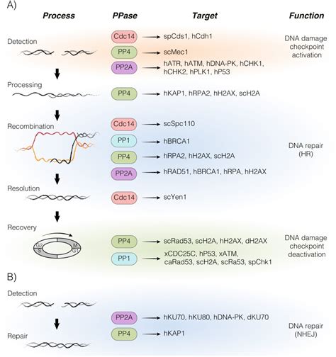 Role Of Protein Phosphatases PP1 PP2A PP4 And Cdc14 In The DNA Damage