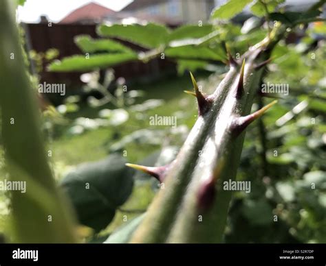 Thorns blackberry bramble hi-res stock photography and images - Alamy