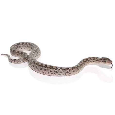 Baby Argentine Rainbow Boa - Reptiles For Sale