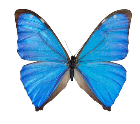 Morpho wingspan Stock Photos, Royalty Free Morpho wingspan Images ...