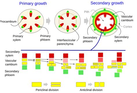 Plant Organs Secondary Stem Atlas Of Plant And Animal Histology