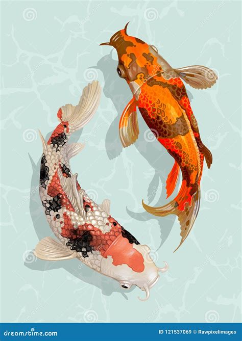 Two Japanese Koi Fish Swimming Stock Vector Illustration Of Artwork