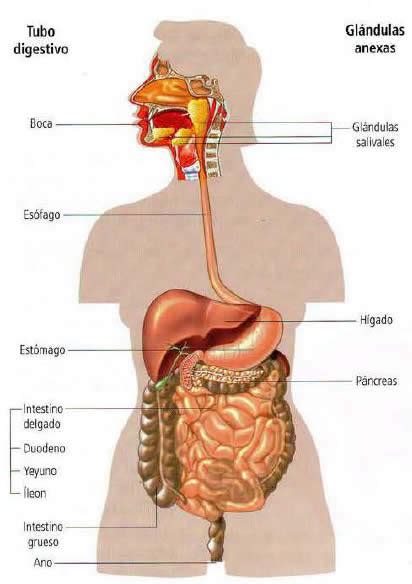 Partes Del Sistema Digestivo Blog De Biolog A The Best Porn Website