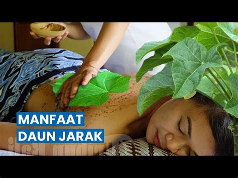 Temukan Manfaat Daun Jarak Yang Jarang Diketahui Untuk Kesehatan Solider