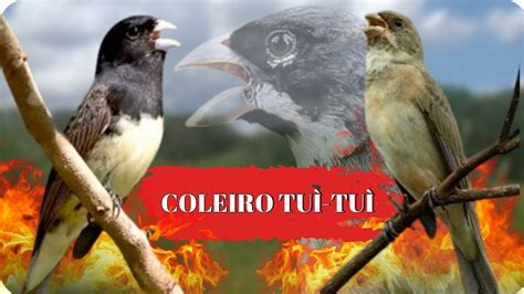 MELHOR COLEIRO TUI TUI PARA ESQUENTAR COLEIRO TUI TUI CANTO DE COLEIRO