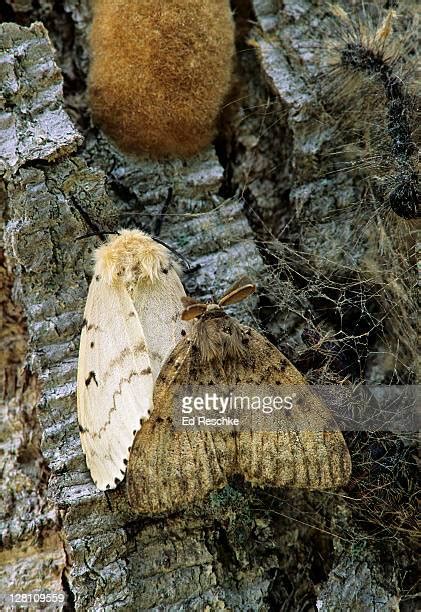 11 North American Gypsy Moth Stock Photos High Res Pictures And