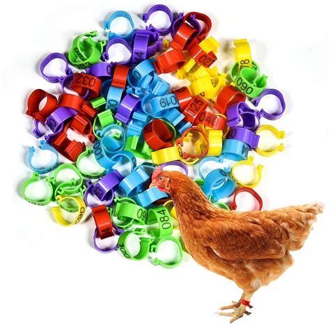 Buy Pcs Mm Chicken Birds Leg Rings Colorful Numbered Chicken Birds