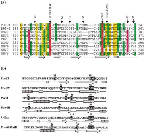 Multiple Sequence Alignment And Secondary Structure Prediction Of The