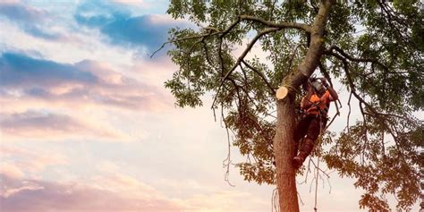 8 Fun Facts You Didn’t Know About Arboriculture