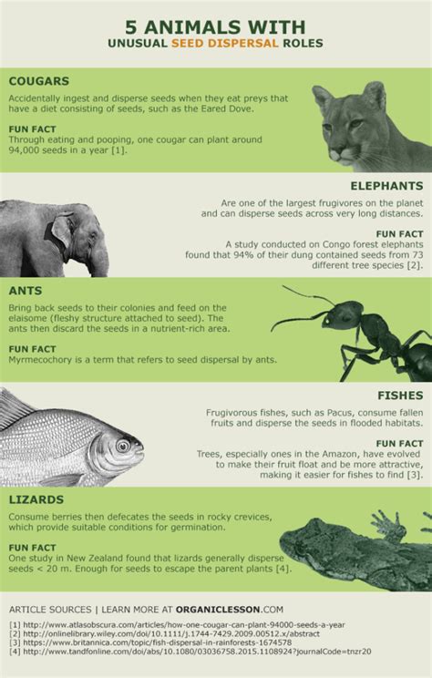 seed-dispersal-animals-infographic - Mara Elephant Project