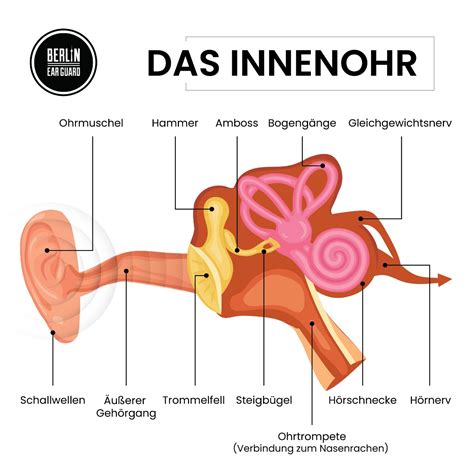 Das Geh R Wie Funktioniert Das H Ren Aufbau Des Ohres Berlin Ear