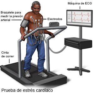 Prueba De Estrés Cardíaco Care Guide Information En Espanol