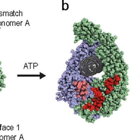 Mismtach And Mutl Binding Surfaces In Muts A Mismatch Bound Muts