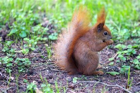 The Best Way To Keep Squirrels Out Of Your Garden Gardening Herbs