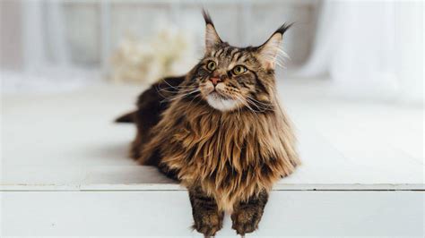 Maine Coon Carattere Prezzo Cure Alimentazione Cuccioli