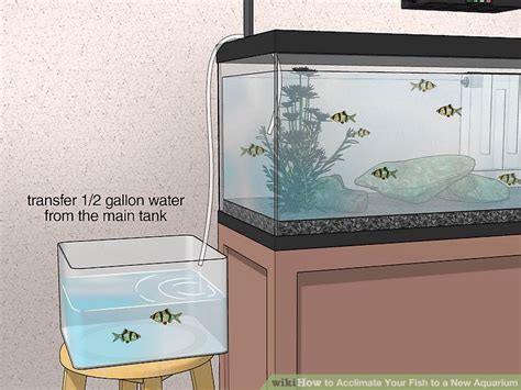 3 Ways To Acclimate Your Fish To A New Aquarium WikiHow Fitness