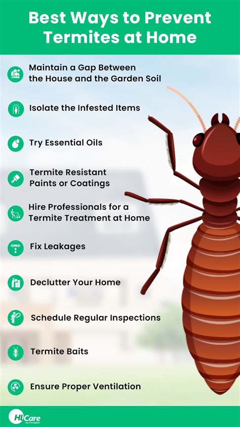 Top 10 Best Tips To Prevent Termites At Home Hicare